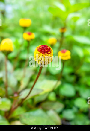 Acmella oleracea flower heads closeup in natura greenl back Stock Photo