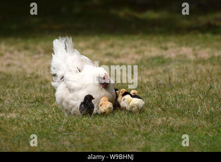 White mother hen with cute new born chicks Stock Photo