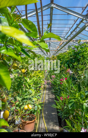 greenhouse scenery including various flowers and plants Stock Photo