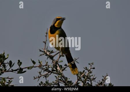 Bokmakierie Bushshrike (Telophorus zeylonus) roosting at Addo Elephant National Park, Eastern Cape, South Africa Stock Photo