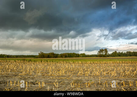 Field of cut corn and dark clouds in the sky Stock Photo