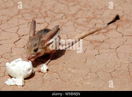 A Long-eared Jerboa is seen eating an egg at the scenic spot of the ...