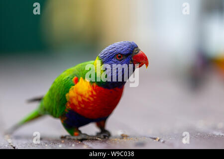 A wild curious rainbow lorikeet with a selective focus in Lithgow New South Wales Australia on 30th July 2019 Stock Photo