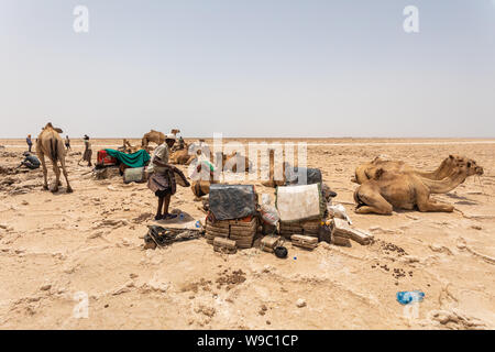 Camel caravan waiting for Afar man cutting and mining salt bricks (slabs) in primitive tools at salt desert in the Danakil depression. Stock Photo