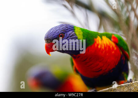 A wild curious rainbow lorikeet with a selective focus in Lithgow New South Wales Australia on 30th July 2019 Stock Photo