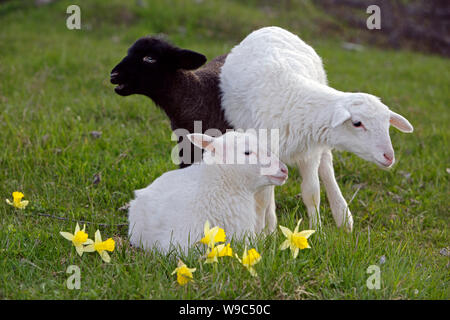 Two adorable St.Croix Lambs and Black Suffolk Lamb together together in spring meadow by yellow flowers Stock Photo