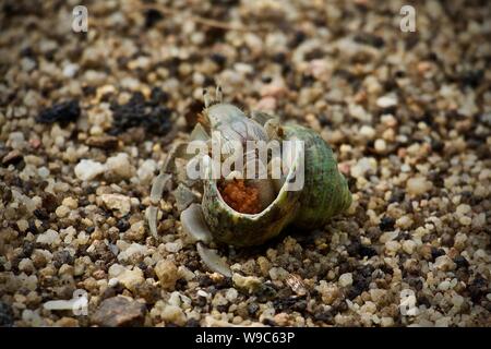 Large female hermit crab mother with eggs inside shell Stock Photo