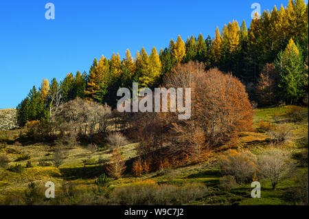 forest of European larix (Larix decidua)  and Beech tree on top of the hill in beautiful autumnal colors. Stock Photo