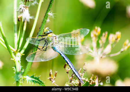 Emperor Dragonfly - Anax imperator with its apple green thorax is perched on a plant resting near a pond and river Stock Photo
