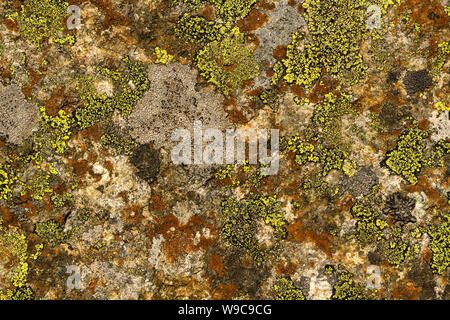 background, texture - surface of wild stone, covered with multi-colored lichen Stock Photo