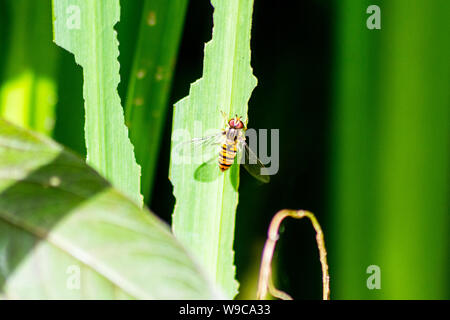 Marmalade hoverfly (Episyrphus balteatus) is perched on a leaf of a yellow Iris plant previously damaged by iris sawfly larvae Stock Photo
