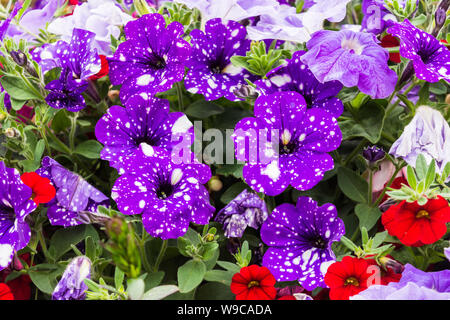 A group of night sky petunias from a mixed display in a street flower container showing the random white dots on a purple/blue background Stock Photo