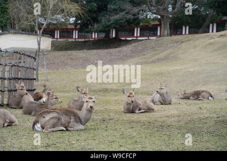 Sika Deer (Cervus nippon) in Nara Japan. Stock Photo