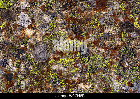 background, texture - surface of wild stone, covered with multi-colored lichen Stock Photo