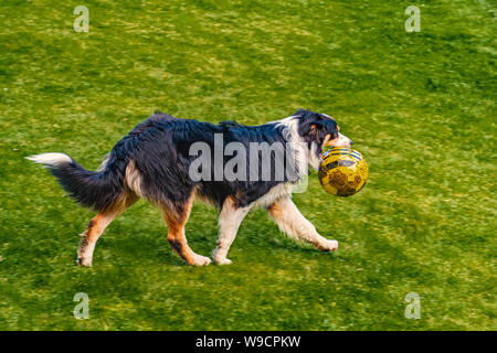 Collie dog running across lawn with a football in his mouth Stock Photo