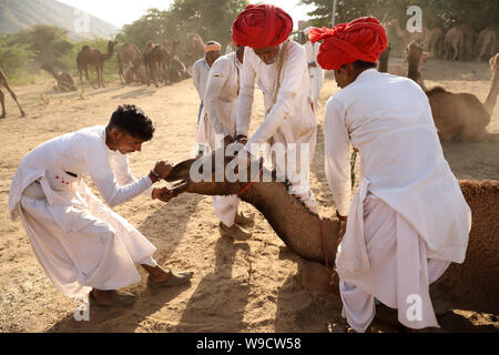 Rabari camel herder at the Pushkar Camel Fair, Rajasthan. The fair is the largest camel fair in India. Stock Photo