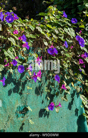 Convolvulus canariensis, bindweed with vivid purple flowers growing over a fence in Ruigomez, Tenerife, Canary Islands, Spain Stock Photo