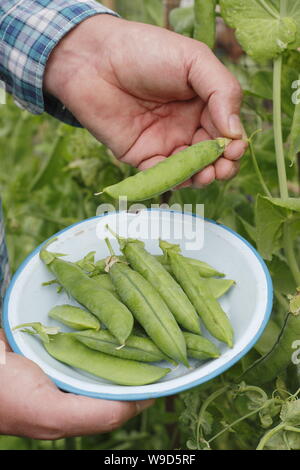 Pisum sativum 'Alderman'. Picking peas on an allotment garden in Derbyshire, UK - July Stock Photo