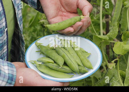 Pisum sativum 'Alderman'. Picking peas on an allotment garden in Derbyshire, UK - July Stock Photo