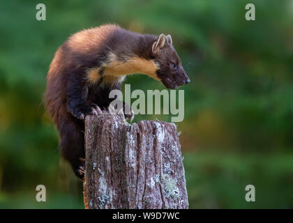 Adult pine marten, Morvern, Ardnamurchan, Scvottish Highlands Stock Photo