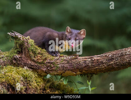 Adult pine marten, Morvern, Ardnamurchan, Scvottish Highlands Stock Photo