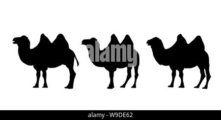 Set of realistic silhouettes of three camels with two humps. Caravan isolated on white background - vector Stock Vector