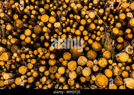 Log pile in Chies d'Apalgo, Veneto, Italy Stock Photo