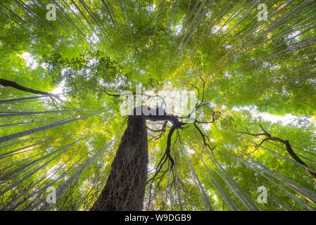 Beautiful nature bamboo groves in autumn season at Arashiyama in Kyoto, Japan. Stock Photo