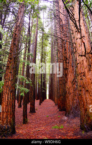 Redwood Forest, Warburton, Melbourne Victoria Australia Stock Photo