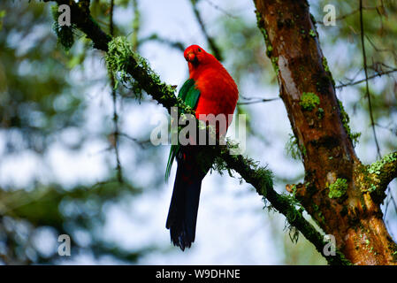 Juvenile and Adult Australian King Parrot in wild in tree, Melbourne Australia Stock Photo