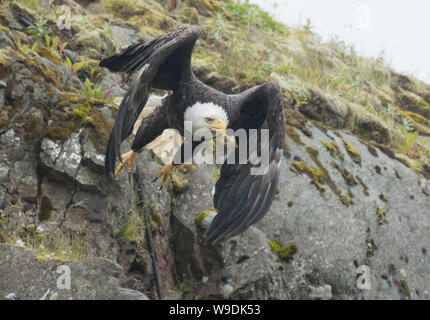 Bald Eagle takes flight,  Adak Island, Aleutian Islands, Alaska Stock Photo