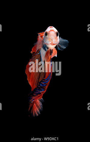 Close up art movement of Betta fish or Siamese fighting fish isolated on black background.Fine art design concept. Stock Photo