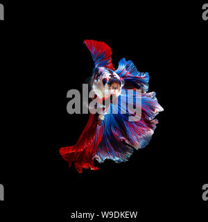 Close up art movement of Betta fish or Siamese fighting fish isolated on black background.Fine art design concept. Stock Photo