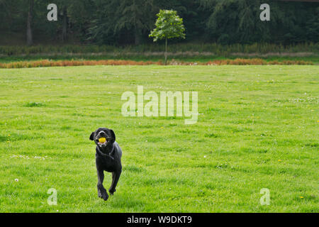 Black Labrador Retrevier running wirh yellow ball on green field Stock Photo
