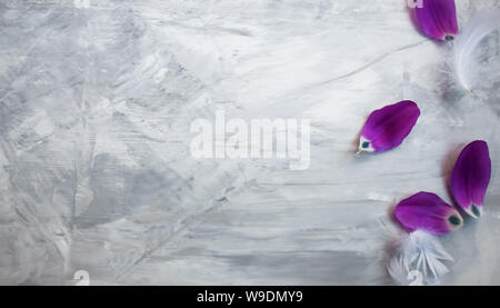 Beautiful background of soft , violet tulip petals and white feathers on grey surface. Stock Photo