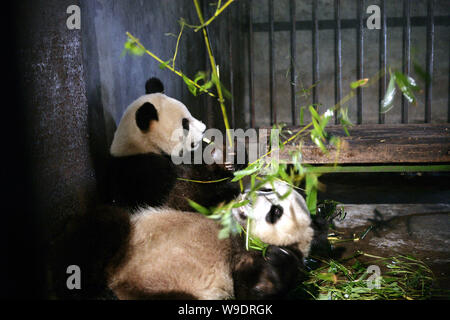 Giant pandas, which are shifted from China Conservation and Research Center for the Giant Panda (CCRCGP) in Wolong, southwest Chinas Sichuan province Stock Photo