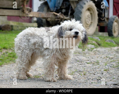 White hair fluffy farm dog standing guard by an old tractor seen in background Stock Photo