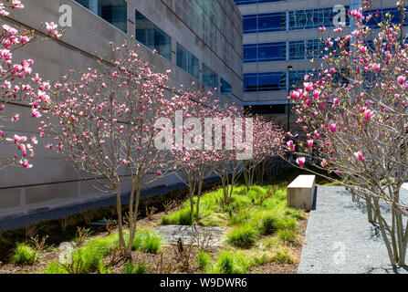 Peach trees blooming in Dallas Stock Photo