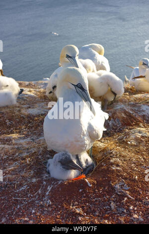 Northern gannet chick in a nest made with red plastic waste material in breeding colony on Heligoland / Helgoland. Stock Photo