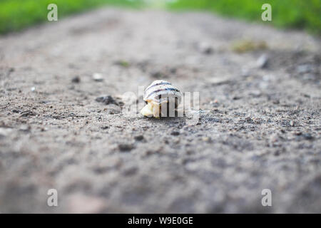 Background and foreground in defocus. A snail crawls on an asphalt road. Stock Photo