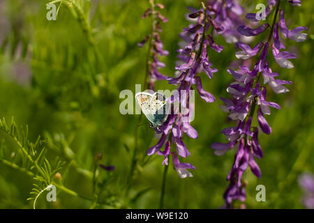 A blue butterfly sits on violet field flowers. Butterfly photographed close-up. Stock Photo