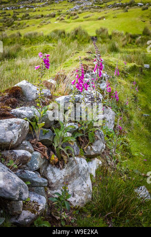 Stone wall in Iriah countyside in Western Ireland Stock Photo