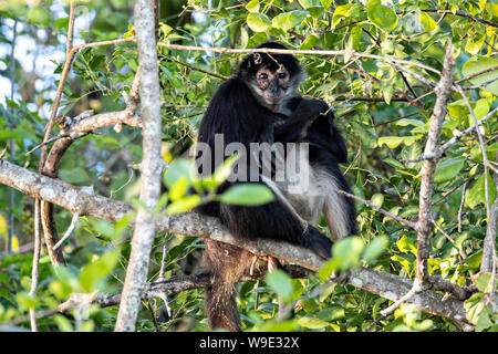 A critically endangered Mexican spider monkey sits in a tree on Monkey Island in Lake Catemaco, Mexico. The monkeys survive on wild cactus and hand outs from tourists.  Lake Catemaco in Catemaco, Veracruz, Mexico. The tropical freshwater lake at the center of the Sierra de Los Tuxtlas, is a popular tourist destination and known for free ranging monkeys, the rainforest backdrop and Mexican witches known as Brujos. Stock Photo