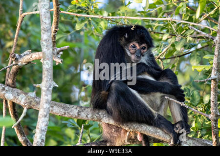 A critically endangered Mexican spider monkey sits in a tree on Monkey Island in Lake Catemaco, Mexico. The monkeys survive on wild cactus and hand outs from tourists.  Lake Catemaco in Catemaco, Veracruz, Mexico. The tropical freshwater lake at the center of the Sierra de Los Tuxtlas, is a popular tourist destination and known for free ranging monkeys, the rainforest backdrop and Mexican witches known as Brujos. Stock Photo