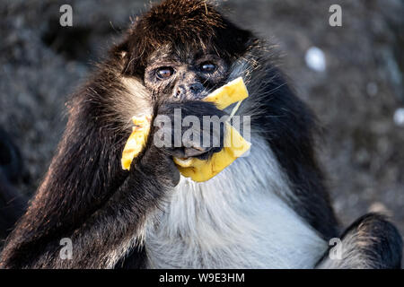 A critically endangered Mexican spider monkey eats a banana on Monkey Island in Lake Catemaco, Mexico. The monkeys survive on wild cactus and hand outs from tourists.  Lake Catemaco in Catemaco, Veracruz, Mexico. The tropical freshwater lake at the center of the Sierra de Los Tuxtlas, is a popular tourist destination and known for free ranging monkeys, the rainforest backdrop and Mexican witches known as Brujos. Stock Photo