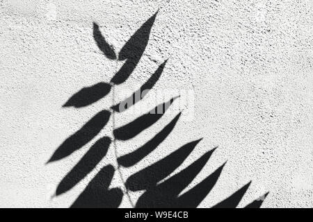 Shadow of the tropical leaves on a white wall. Summer concept with palm tree leaf. Creative copyspace Stock Photo