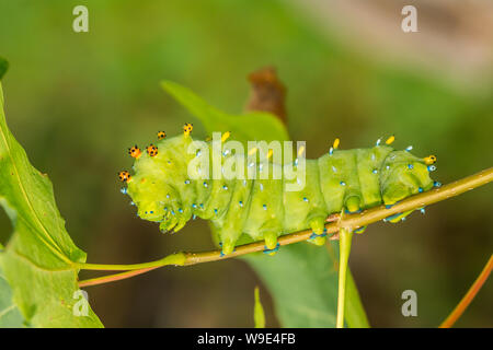 Cecropia Moth Caterpillar (Hyalophora cecropia) Stock Photo