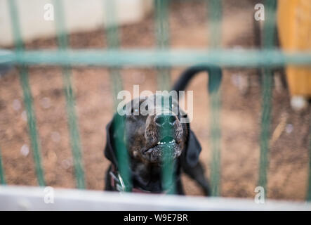 Mainz, Germany. 13th Aug, 2019. A dog stands in his kennel in the animal shelter of the state capital. Credit: Andreas Arnold/dpa/Alamy Live News Stock Photo