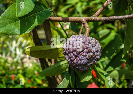 The sugar-apple, or sweetsop, is the fruit of Annona squamosa, the most widely grown species. It is also known as Shareefa in India, and Bangladesh Stock Photo