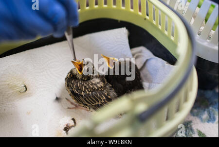 Mainz, Germany. 13th Aug, 2019. Wild bird offspring, so-called nestlings, are fed with a worm in the animal shelter of the state capital. Credit: Andreas Arnold/dpa/Alamy Live News Stock Photo